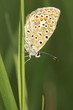 Foto: Hauhechel-Bläuling - Polyommatus icarus - Weibchen Hauhechel-Bläuling - Polyommatus icarus - Weibchen