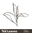 Fresh green tea leaf isolated on white background