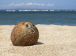 Coconut