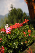 Balcony with flowers