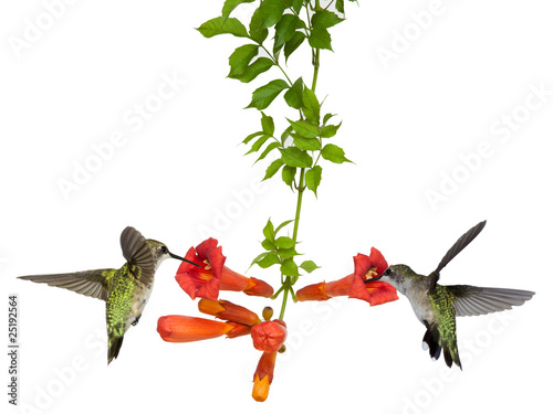 Photo: hummingbirds feed at a trumpet vine hummingbirds feed at a trumpet vine