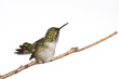 humming fans her tail