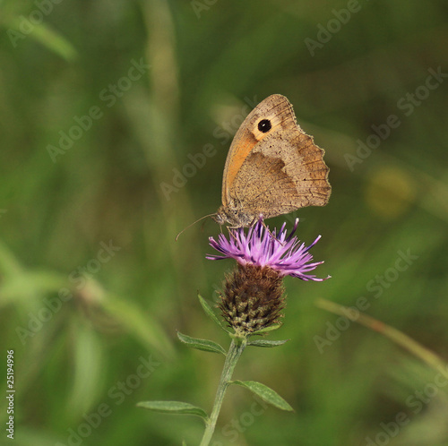 papillon