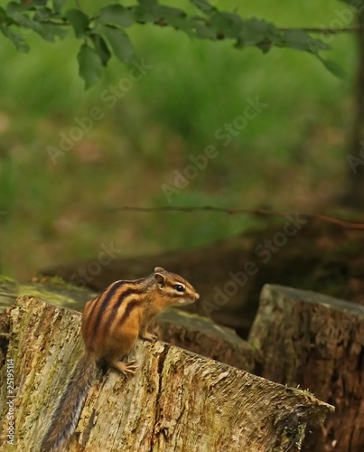 écureuil écureuil