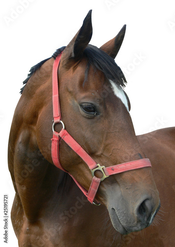 Foto: Portrait: Pferd Portrait: Pferd