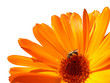 Insekt auf einer Ringelblume
