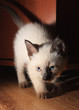 Сиамский котёнок Сиамский котёнок