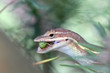 Anolis auratus - (Polychrotidae sauria) Anolis auratus - (Polychrotidae sauria)