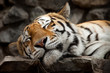 sleeping tiger sleeping tiger