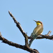 bee eater