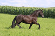trabender friese
