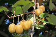 Kiwis