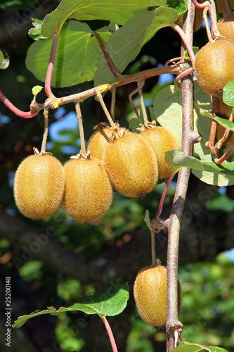 Photo: Des kiwis Des kiwis