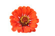 Red flower isolated