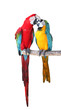 Papageien Pärchen