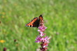 butterfly on a flower
