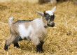 A baby goat standing on staw bedding in an indoor animal pen