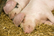 Two pigs sleeping in a straw filled enclosure