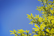 fir tree in blue sky
