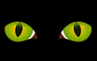 vector image of black cat eyes in darkness vector image of black cat eyes in darkness