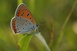 Großer Feuerfalter (Lycaena dispar)