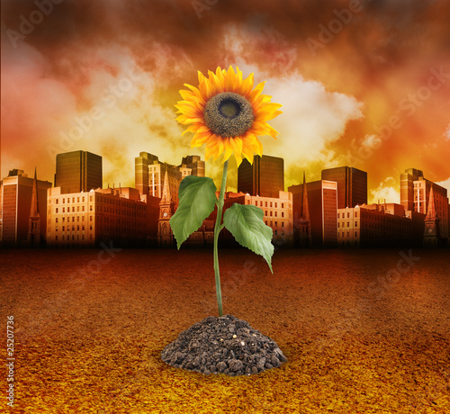City Destruction with Nature Sunflower Growing