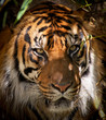 Tiger Portrait