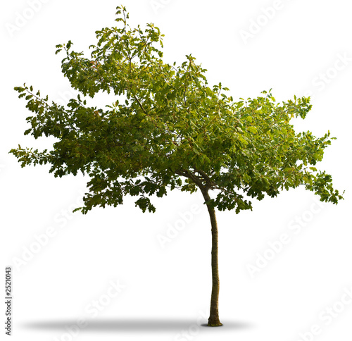 Foto: arbre et feuillage vert isolé sur fond blanc - jeune chêne arbre et feuillage vert isolé sur fond blanc - jeune chêne