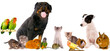 montage animaux