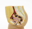 Female ural genital organs