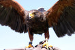 Harris Hawk