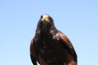 Wüstenbussard