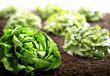Foto: Salatkopf Salatkopf