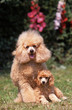 tendresse entre une maman caniche et son chiot