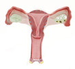 Female reproductive organs