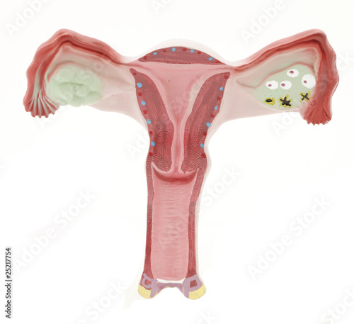 Photo: Female reproductive organs Female reproductive organs