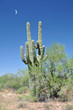 Photo: Le cactus et la lune Le cactus et la lune