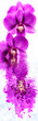 dendrobium, orchidée, fond blanc