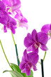 fleurs dendrobium, orchidée, fond blanc