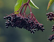 Elderberry