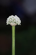 Flor de cebolla
