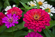 Pink flowers