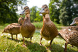 Cute ducklings