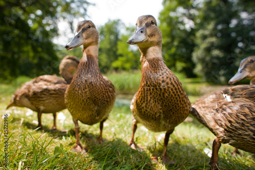 Photo: Cute ducklings Cute ducklings