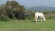 Wild horses grazing in Dartmoor Devon UK