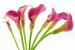 Pink callas