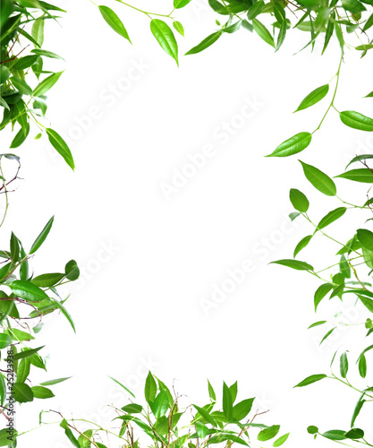 Photo: Green Frame Green Frame