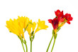 freesia