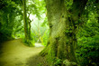Forest Pathway