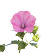 Mallow